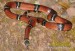 koralovka-sedlata--lampropeltis-triangulum.jpg